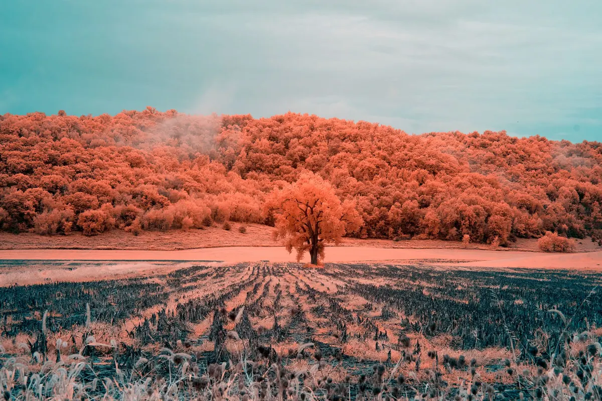 Using Imagery in Lyrics: How to Paint Pictures with Words